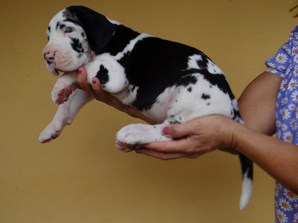 Filhotes cães Dogue Alemão - Canil Gigantes da Pedreira